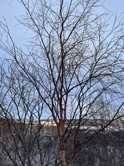 Betula