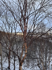 Betula