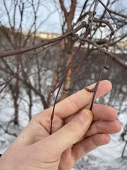 Betula