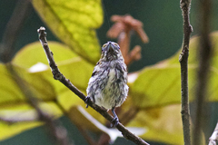 Dicaeum chrysorrheum