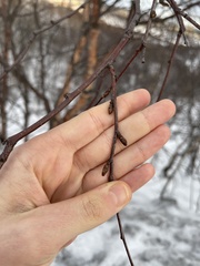 Betula