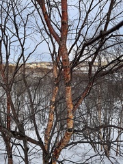 Betula