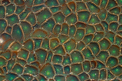 Palythoa mutuki