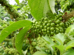 Iochroma arborescens