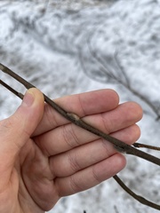 Angiospermae