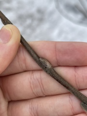 Angiospermae