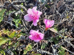 Rhododendron farrerae