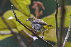 Dicaeum chrysorrheum