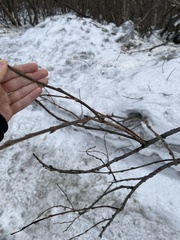 Angiospermae