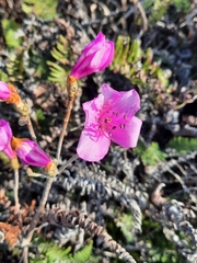 Rhododendron farrerae