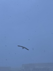 Larus argentatus