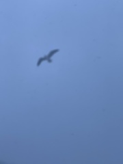 Larus argentatus
