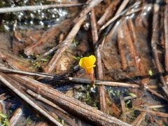Utricularia bifida