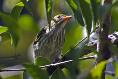 Dicaeum chrysorrheum