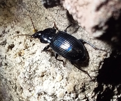 Aztecarpalus schaefferi