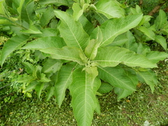 Iochroma arborescens