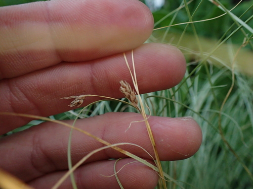 Image of Carex comans by (c) Penelope Noel Gillette, some rights reserved (CC BY)