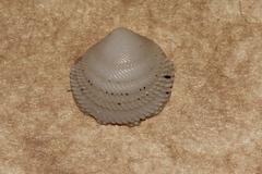 Divaricella irpex image