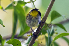 Dicaeum chrysorrheum