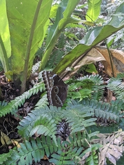 Morpho helenor insularis
