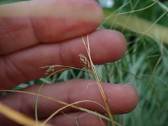 Carex comans