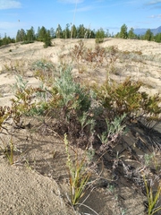 Artemisia ledebouriana