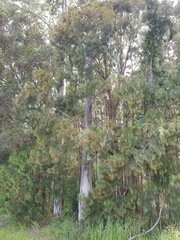 Allocasuarina torulosa