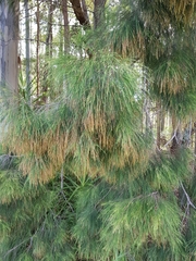 Allocasuarina torulosa