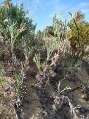 Artemisia ledebouriana