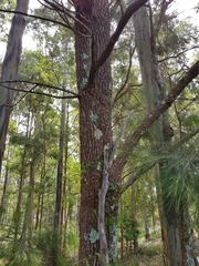 Allocasuarina torulosa