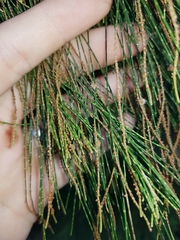 Allocasuarina torulosa