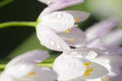 Allium roseum roseum