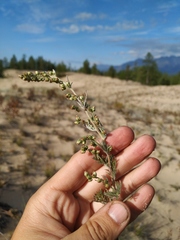 Artemisia ledebouriana