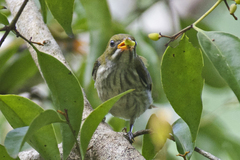 Dicaeum chrysorrheum