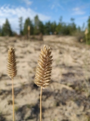 Agropyron michnoi