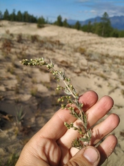 Artemisia ledebouriana