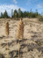 Agropyron michnoi