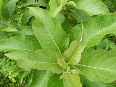 Iochroma arborescens