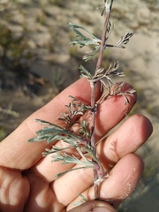 Artemisia ledebouriana