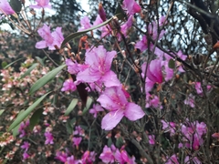 Rhododendron farrerae