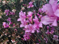 Rhododendron farrerae