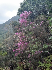 Rhododendron farrerae