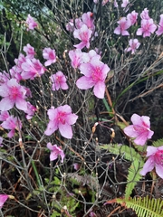 Rhododendron farrerae