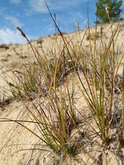 Carex argunensis