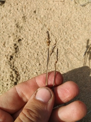 Carex argunensis