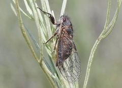 Platypedia vanduzeei