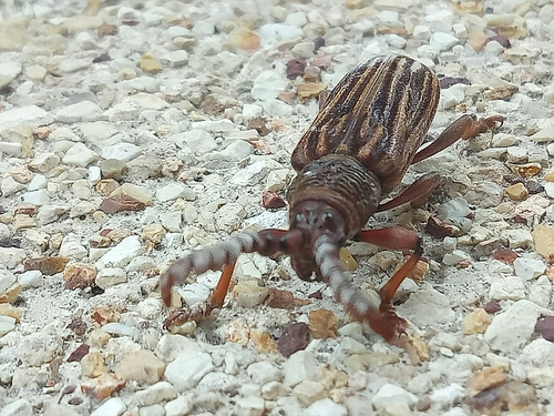 Pachylocerus