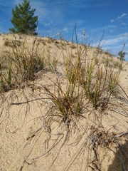 Carex argunensis