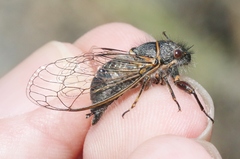 Platypedia vanduzeei