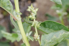 Atriplex rosea
